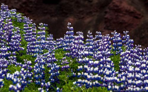 wallpaper: Meer Lupine, IJsland