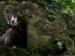 wallpaper: Mouflon