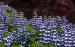 Wallpaper: Meer Lupine