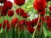 Wallpaper: Hollandse tulpen in Dokkum