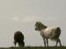 Wallpaper: Paarden