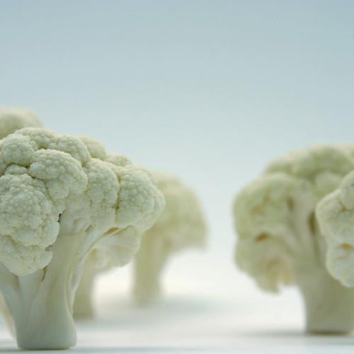 Foto:   Small trees